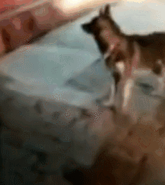 居民楼起火，网友纷纷怀疑二哈，二哈：真的不是我......-4.gif
