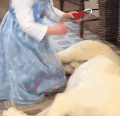 狗真的懂得谦让小孩子吗？-6.gif