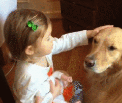 狗真的懂得谦让小孩子吗？-7.gif