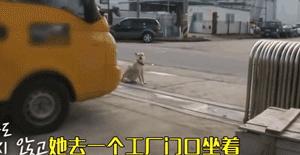 怀孕狗妈妈不知狗爸爸已经离世，每天在老地方苦苦等候......-1.gif
