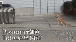 怀孕狗妈妈不知狗爸爸已经离世，每天在老地方苦苦等候......-4.gif