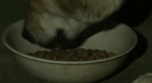 怀孕狗妈妈不知狗爸爸已经离世，每天在老地方苦苦等候......-5.gif