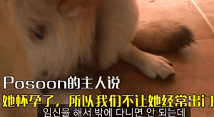 怀孕狗妈妈不知狗爸爸已经离世，每天在老地方苦苦等候......-6.gif
