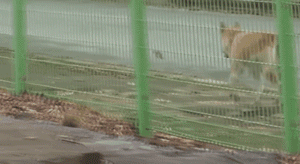 怀孕狗妈妈不知狗爸爸已经离世，每天在老地方苦苦等候......-7.gif