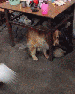 大金毛和阿拉斯加回老家过年，结果遇到了一只大鹅...-3.gif