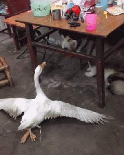 大金毛和阿拉斯加回老家过年，结果遇到了一只大鹅...-4.gif
