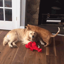 如何惹一只大金毛生气？-2.gif