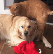如何惹一只大金毛生气？-3.gif
