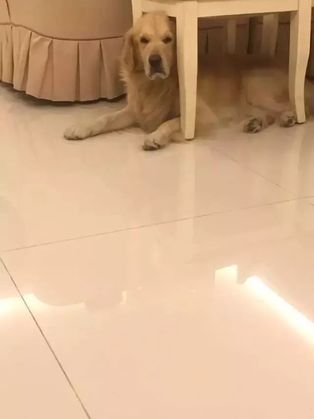 如何惹一只大金毛生气？-6.jpeg