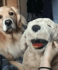 如何惹一只大金毛生气？-8.gif