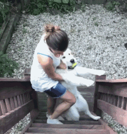 如何惹一只大金毛生气？-5.gif