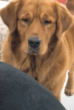 如何惹一只大金毛生气？-11.gif