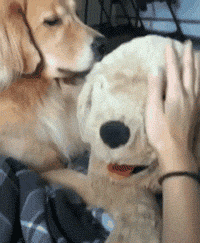 如何惹一只大金毛生气？-9.gif