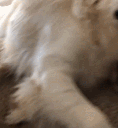 如何惹一只大金毛生气？-16.gif