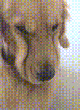 如何惹一只大金毛生气？-18.gif