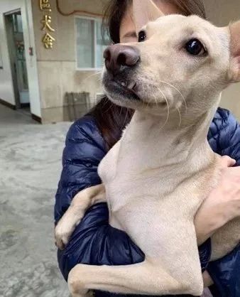 主人含泪弃养狗狗，两小时后哭着找回：对不起......-3.jpeg