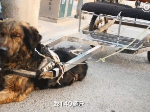 男子训练狗狗拉人，称一辆宝马都不换，网友：您可省省吧......-5.gif
