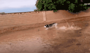 春节，我带我家狗回了老家……-1.gif