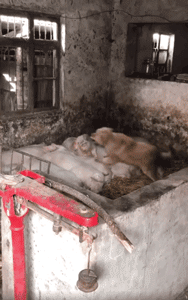 春节，我带我家狗回了老家……-2.gif