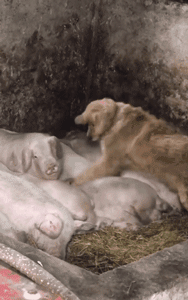 春节，我带我家狗回了老家……-3.gif