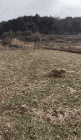 春节，我带我家狗回了老家……-4.gif