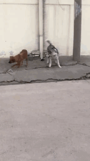 春节，我带我家狗回了老家……-8.gif