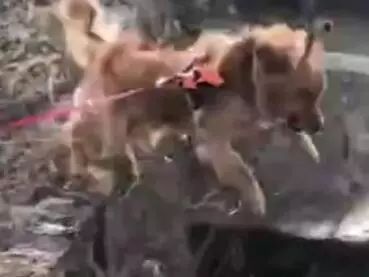 春节，我带我家狗回了老家……-5.jpeg