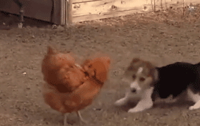 春节，我带我家狗回了老家……-9.gif