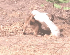 春节，我带我家狗回了老家……-10.gif