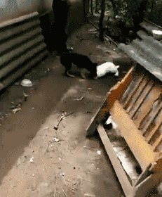 春节，我带我家狗回了老家……-12.gif