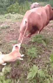 春节，我带我家狗回了老家……-11.gif