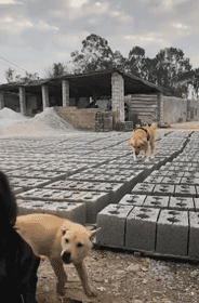 春节，我带我家狗回了老家……-14.gif