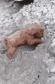 春节，我带我家狗回了老家……-15.gif