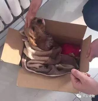 它才出生三个月，就被狠心教师扔下了楼，被救时的模样让人心疼！-3.jpeg