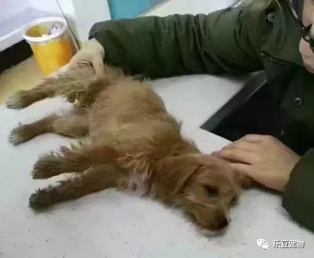 它才出生三个月，就被狠心教师扔下了楼，被救时的模样让人心疼！-1.jpeg