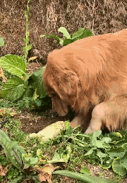 春节，我带我家狗回了老家……-18.gif