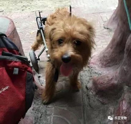 它才出生三个月，就被狠心教师扔下了楼，被救时的模样让人心疼！-5.jpeg