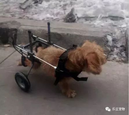 它才出生三个月，就被狠心教师扔下了楼，被救时的模样让人心疼！-6.jpeg