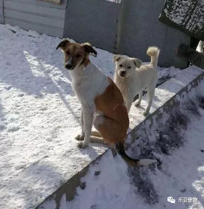 它才出生三个月，就被狠心教师扔下了楼，被救时的模样让人心疼！-12.jpeg