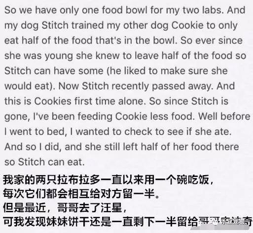 拉布拉多每次吃饭都留一半，只为留给已经逝世的哥哥！-2.jpeg