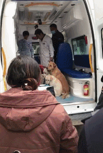主人被抬到救护车，几只狗狗赶紧跑上去，撵都撵不走！-4.gif