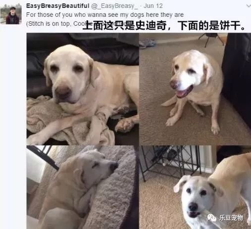 拉布拉多每次吃饭都留一半，只为留给已经逝世的哥哥！-1.jpeg