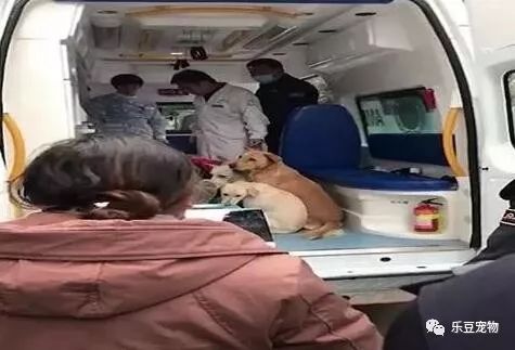 主人被抬到救护车，几只狗狗赶紧跑上去，撵都撵不走！-1.jpeg