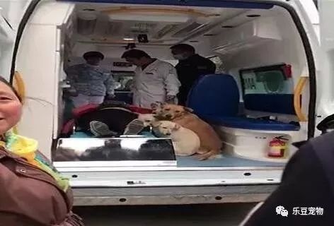主人被抬到救护车，几只狗狗赶紧跑上去，撵都撵不走！-2.jpeg