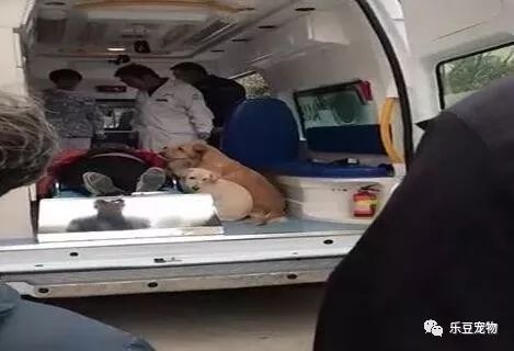 主人被抬到救护车，几只狗狗赶紧跑上去，撵都撵不走！-3.jpeg