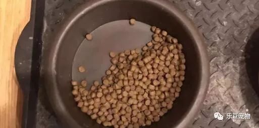 拉布拉多每次吃饭都留一半，只为留给已经逝世的哥哥！-3.jpeg