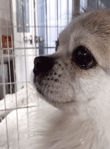 主人逝世半年后，家人问狗狗：想主人吗？它突然眼含泪花别过头！-1.gif