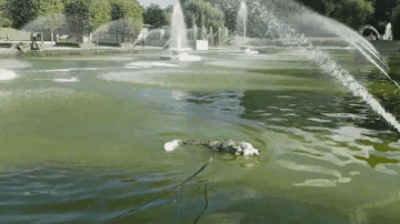 哈士奇游泳不想回家，被强拉上来后，嘴里还碎碎念的抱怨！-4.gif