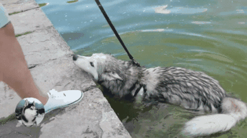 哈士奇游泳不想回家，被强拉上来后，嘴里还碎碎念的抱怨！-6.gif