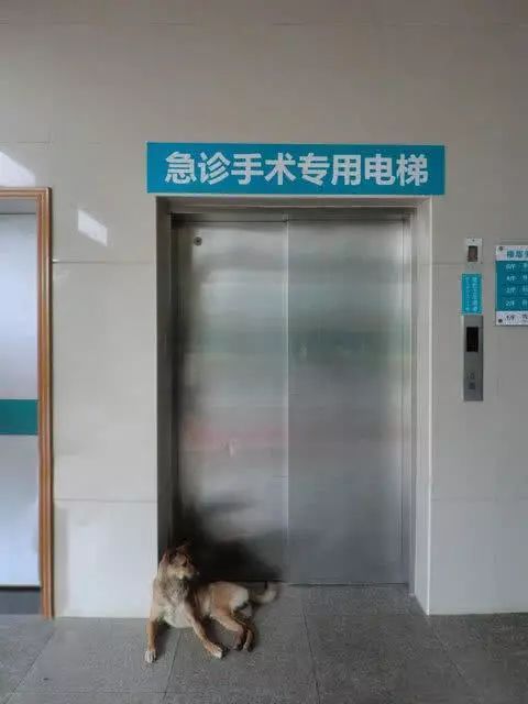 忠实土狗守护电梯一月，只为等待喂了它三天食物的“主人”！-1.jpeg